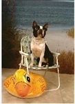 Boston Terriers